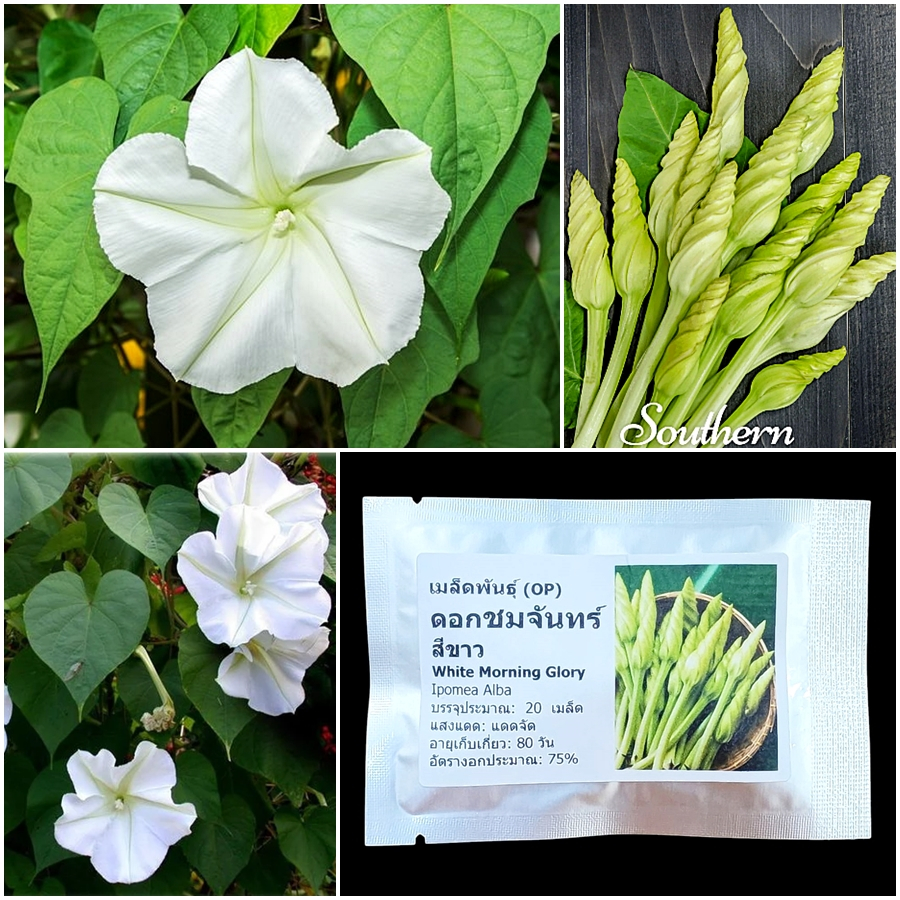 เมล็ดพันธุ์ ดอกชมจันทร์ White Morning Glory Seed 20 เมล็ด คุณภาพดี ของแท้ 100%
