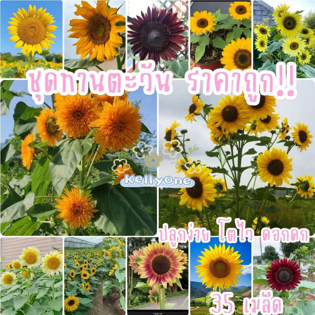 ทานตะวัน🎈รวมทุกพันธุ์🎯ถูกที่สุด7บ.🎯เมล็ดพันธุ์ทานตะวัน 12-35 เมล็ด🌱ปลูกง่าย☘️โตไว☘️ดอกสวย🌱