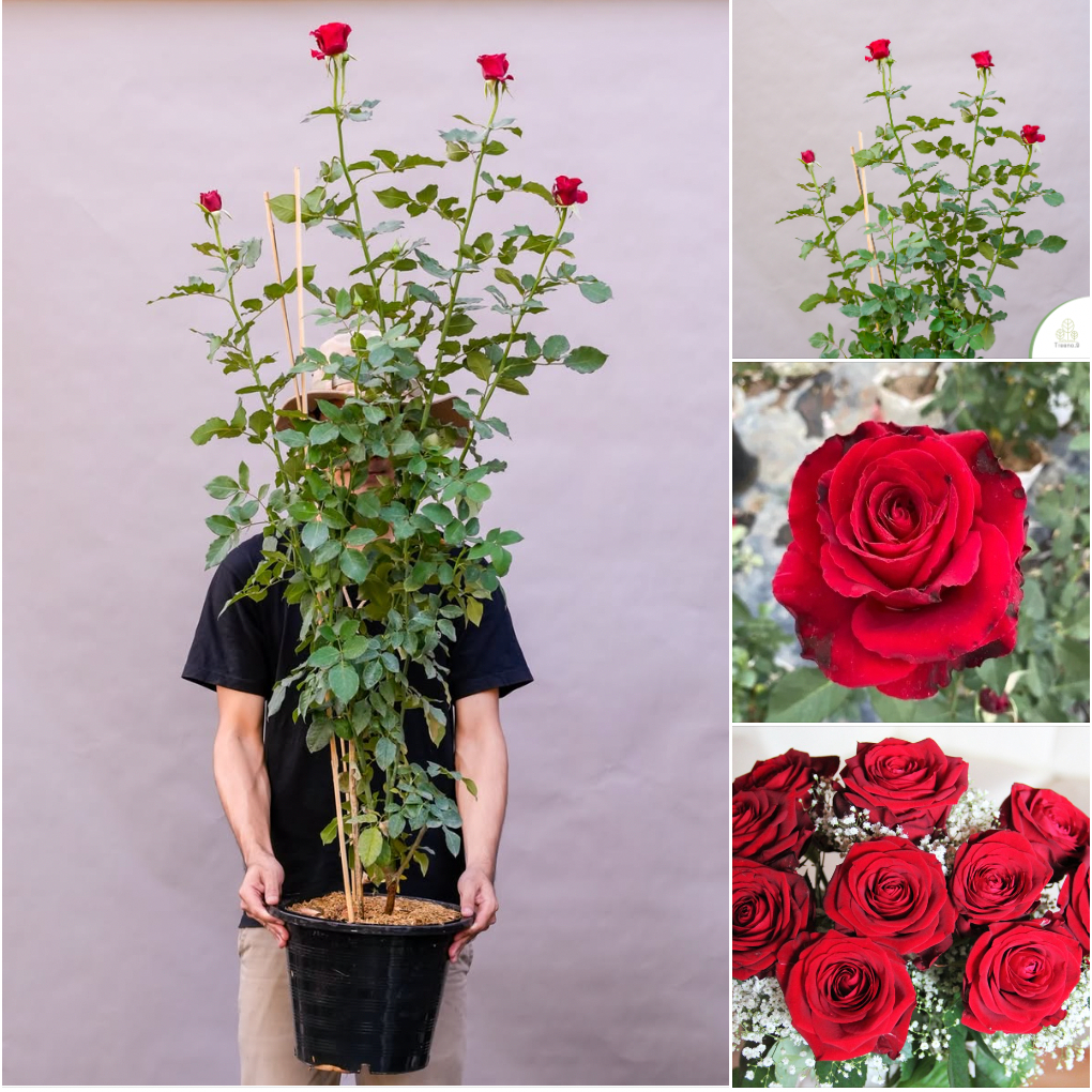 ดอกกุหลาบกระถาง 12 นิ้ว ไลฟ์สด วันที่ 13/2/2026 - 1 ต้น1 คำสั่งซื้อ  / รหัส 1-100
