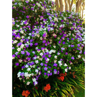 ต้น พุดสามสีแฟนตาซี🌸 ดอกดก หอมกว่าพันธ์ุธรรมดาขนาด 40-50เซนแข็งแรง
