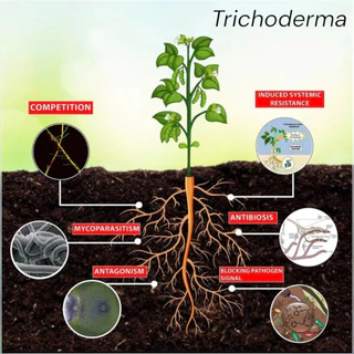 หัวเชื้อ เชื้อไตรโคเดอร์ม่า (Trichoderma ) ชนิดน้ำกำจัดโรครากเน่า โคนเน่า แคงเกอร์ ใบจุด ราสนิม