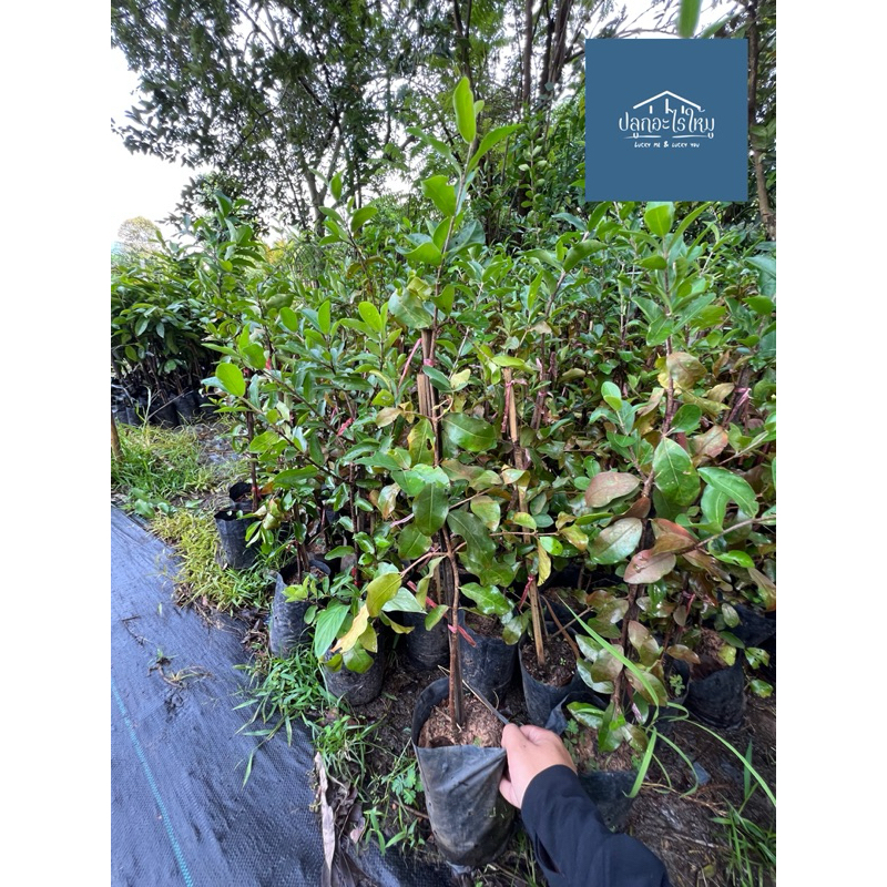 ต้นเชอร์รี่มานัวร์ ต้นเชอร์รี่หวาน กิ่งตอน ต้นแข็งแรง ปลูก 1 ปีให้ผลผลิต - รูปที่ 2