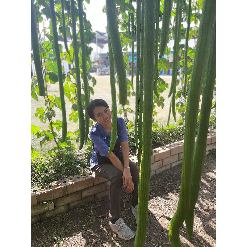 เมล็ดบวบหอมยาว 10 เมล็ด สำหรับปลูก เมล็ดใหม่