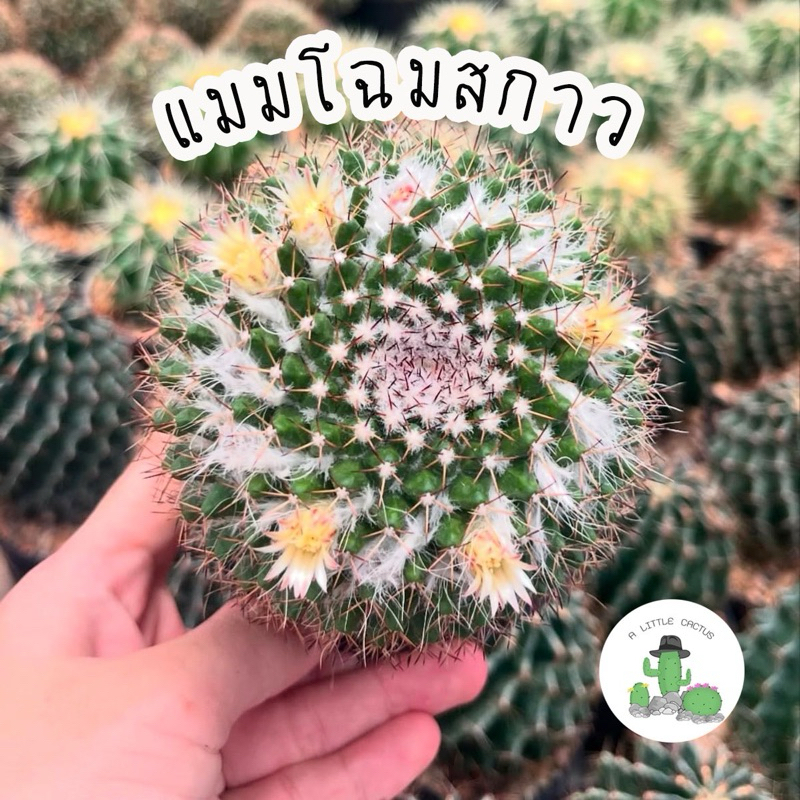A Little cactus | แคคตัส กระบองเพชร แมมโฉมสกาว กระถาง 4 นิ่ว