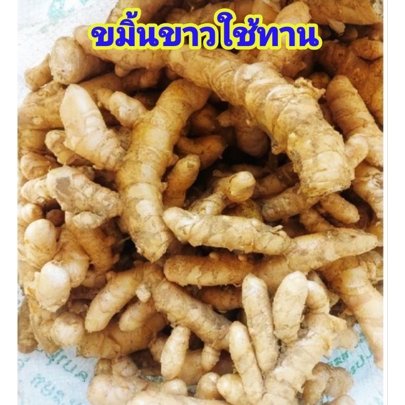 ขมิ้นขาวสดอ่อนสำหรับทาน(ช่วยขับลมได้ดี)500กรัม[แบบไม่ล้าง]