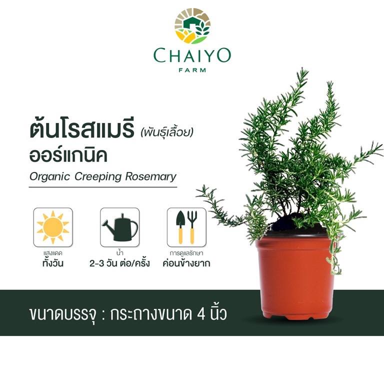 ต้นโรสแมรี่ ใบเลื้อย ออร์แกนิค Creeping Rosemary Organic กระถาง 4 นิ้ว และ 6 นิ้ว