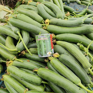 เมล็ดบวบหอม Smooth Loofah ตราภูเขาทอง เมล็ดพันธุ์บวบหอม เมล็ดพันธุ์ผัก เมล็ดพันธุ์ผักสวนครัว บวบหอม