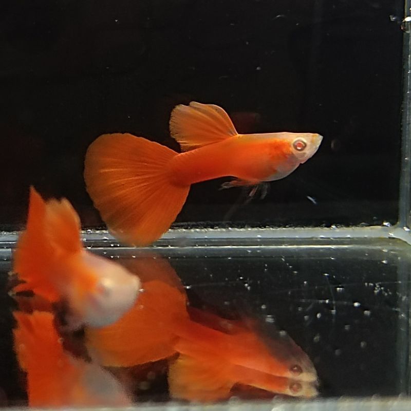 อาหารปลาหางนกยูงฟลูเรด Full Red