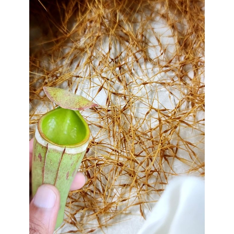เมล็ดหม้อข้าวหม้อแกงลิง Nepenthes Albomarginata green/seeds/หม้อข้าวหม้อแกงลิงอัลโบ้/ต้นไม้/ไม้ประดับ/ไม้ฟอกอากาศ/ดอกไม้