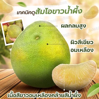 🚚ส่งฟรี/มีไลฟ์🚚🍏 ส้มโอขาวน้ำผึ้ง 🍏 ( 4 ลูก ) รสจัด กลมกล่อม หวานอมเปรี้ยว เนื้อแน่น ส่งตรงจากสวน cookingrun 📌