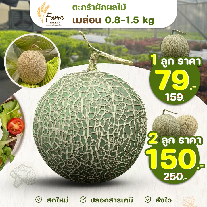 ส่งฟรี เมล่อน 0.8-1.5 kg ผลไม้ คัดเกรดพิเศษ ปลอดสารเคมี สดใหม่ farmfresh