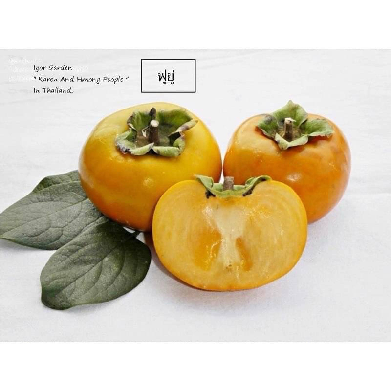 กล้าพลับหวาน 🍀🍊พันธุ์ ฟูยู่ ( Fuyu Persimmon )