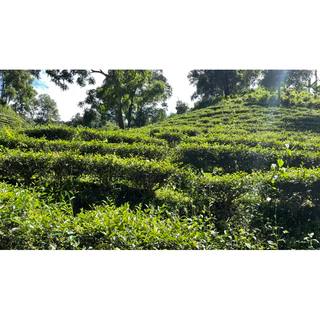 ชาเขียวอู่หลงดั้งเดิม ขนาด200กรัม 烏龍綠茶