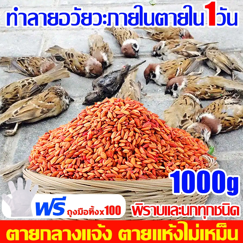 บอกลาขี้นกที่กวนใจ ยาเบื่อนก นำเข้าจากอเมริกาเหยื่อกำจัดนกวัน กันฝน กันแดด เหยื่อกำจัดนกพิราบ ยากำจัดนกพิราบ