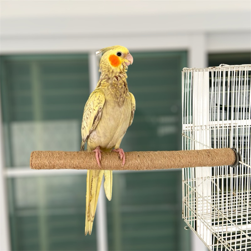 คอนไม้พันเชือกจากไม้ธรรมชาติ (wooden perch with screw ) แบบติดกรง