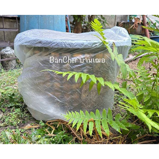เชื้อเห็ดฟาง ชุดทดลองเพาะเห็ดฟาง