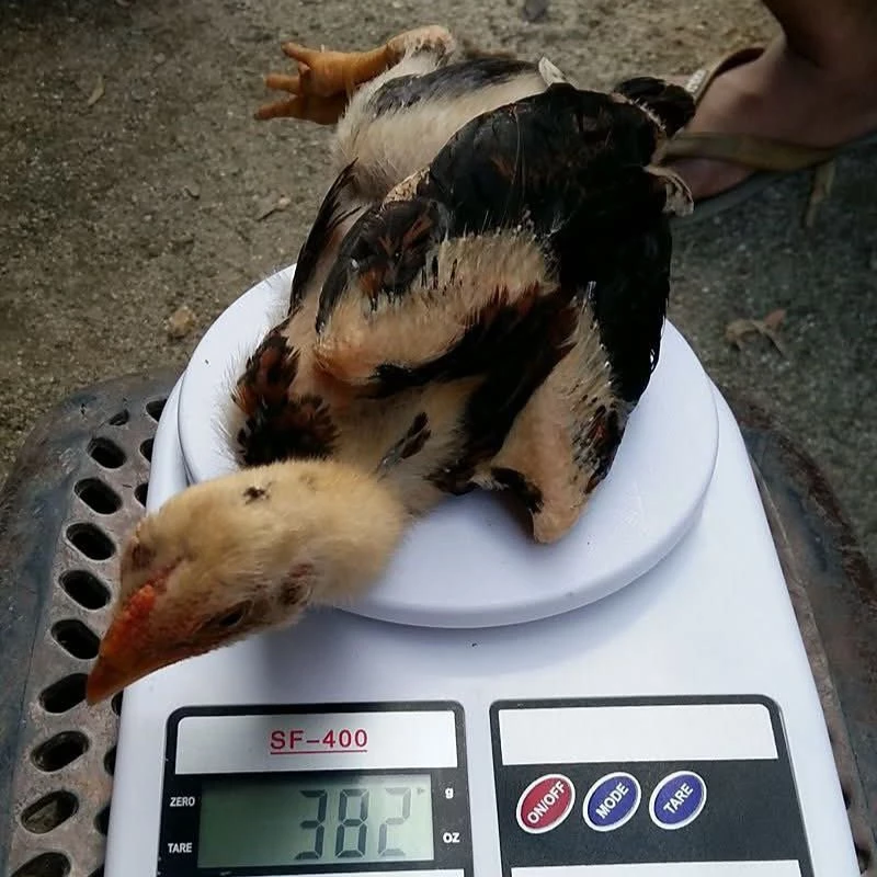 อาหารลูกไก่สูตรพิเศษสำหรับลูกไก่ชนโปรตีน 23% น้ำหนัก 1 กิโลกรัม 📌สินค้ามีจำนวนจำกัด thumbnail 5