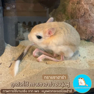 ทรายซาฮาร่า ทรายรองกรงหนู ทรายอาบน้ำหนู ของแท้100% ใช้แล้วขนสวยมาก - Sahara Sand / ทรายแฟตเทล / ทรายแฮมเตอร์ /