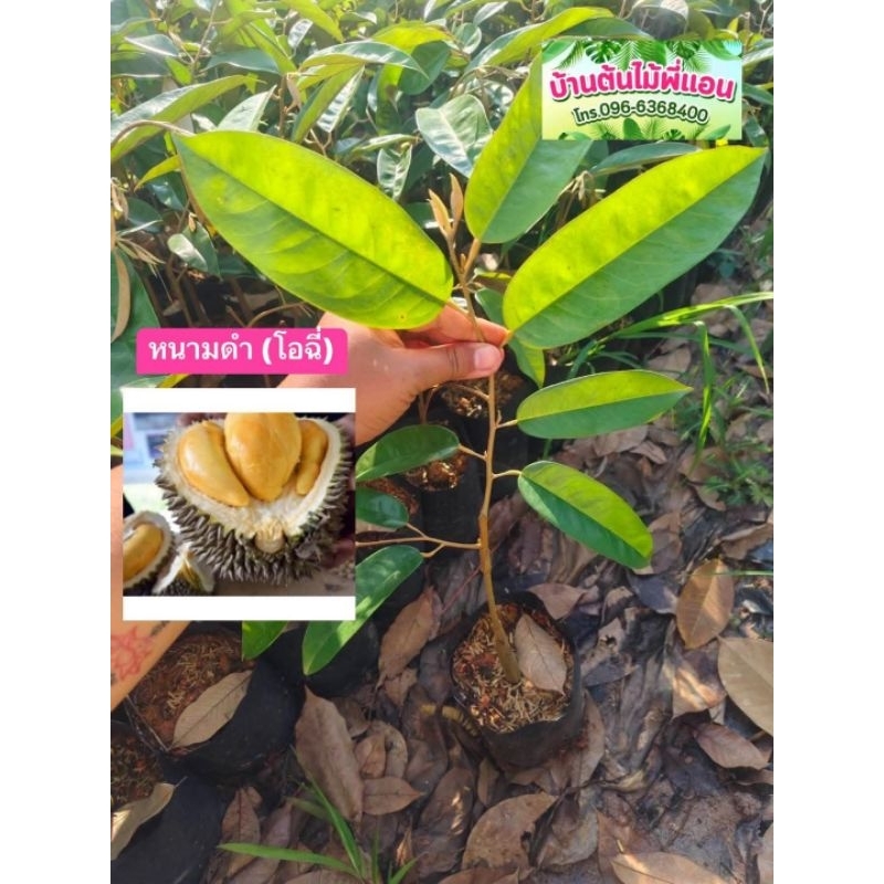 ต้นทุเรียนหนามดำ โอฉี่🌱ต้นเสียบยอด40-50ซม.รุ่นใหม่68🌱