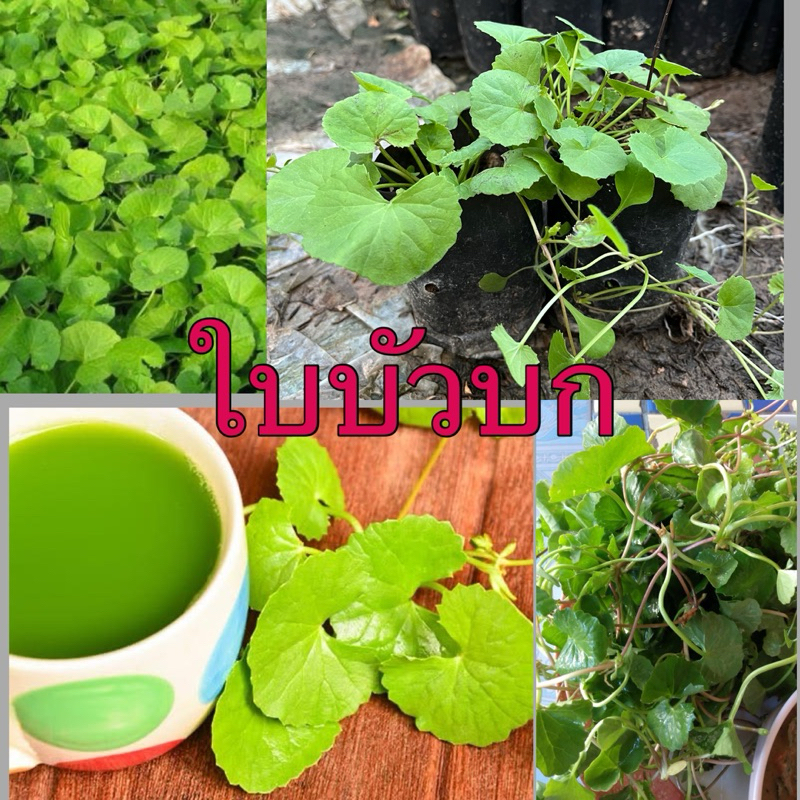 ต้นใบบัวบก ผักหนอก ชำในถุง เเตกกอพร้อมปลูก ผักสมุนไพรพื้นบ้าน ผักเครื่องเคียง