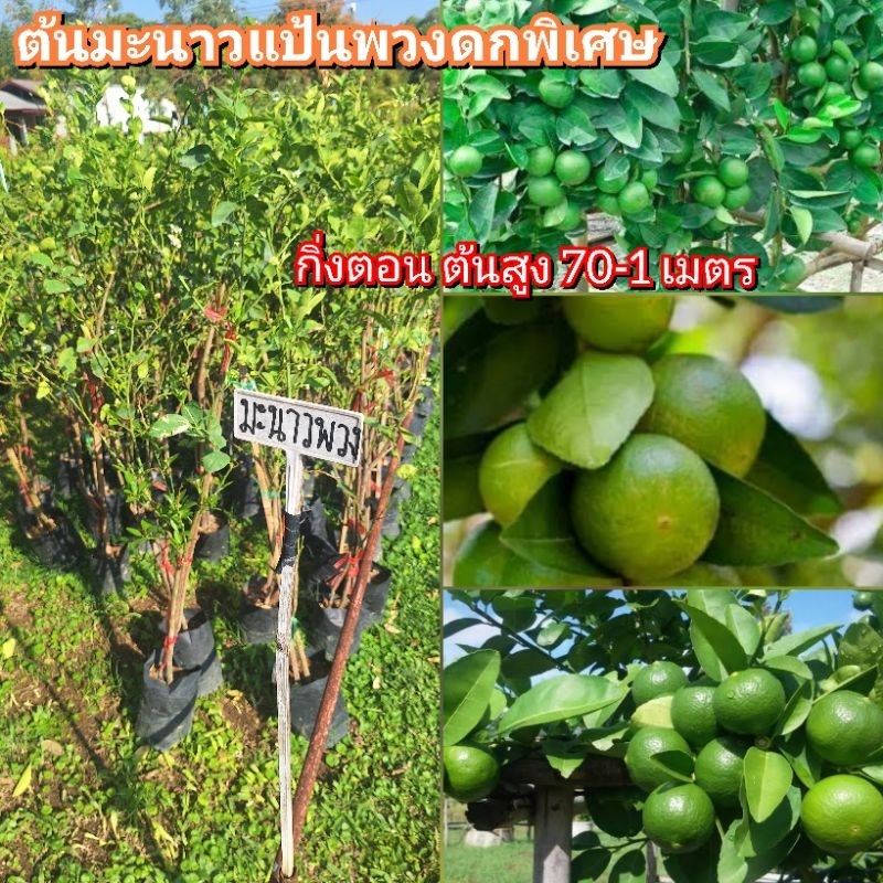 ต้นมะนาวแป้นดกพิเศษ แป้นพวงดก กิ่งตอน ต้นสูง 70-1 เมตร