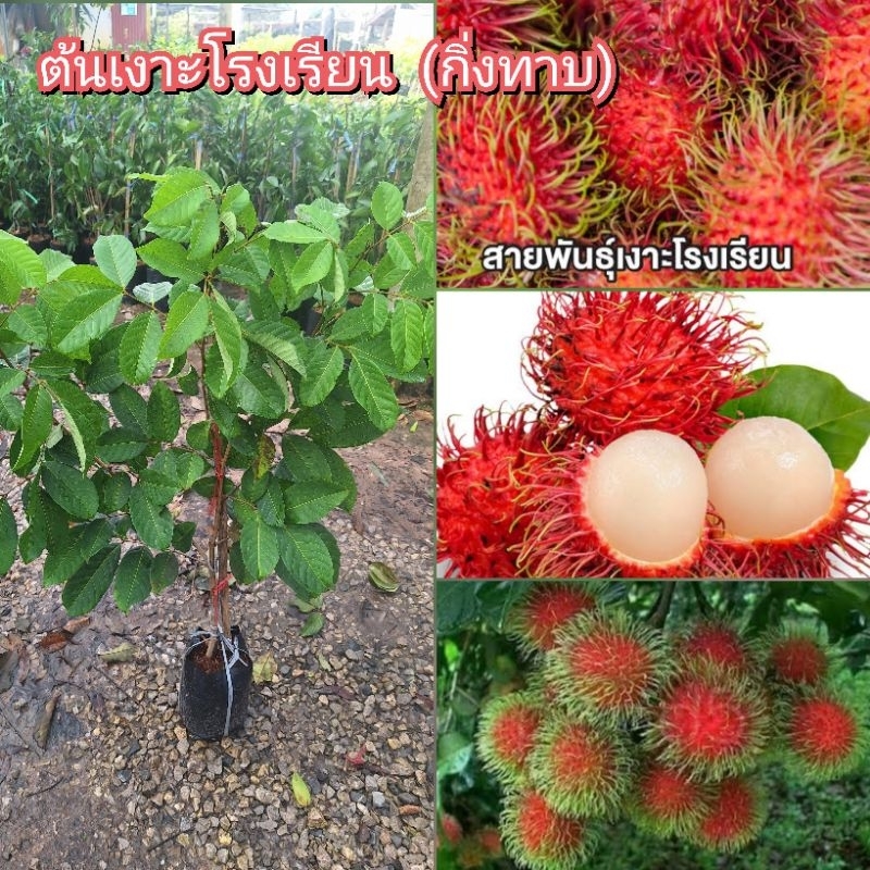 ต้นเงาะโรงเรียนนาสาร ทาบกิ่ง ขนาดสูง 80-100 ซม. ติดผลเร็ว ต้นพันธุ์พร้อมปลูก