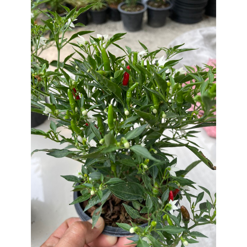 ต้นพริกขี้หนูสวน พันธุ์เตี้ย🌶️เผ็ดซี๊ดซ๊าดทุกเม็ด 🌶️กระถาง5.5”