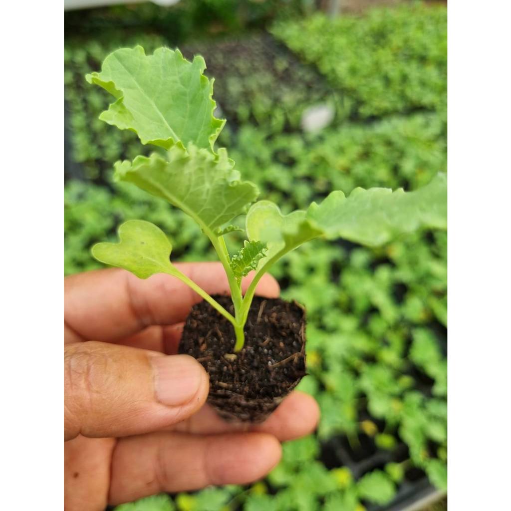 ต้นกล้าเคล (kale)   คะน้าใบหยิก  กล้าละ 12  บาท   ราชินีของผักทั้งมวล คุณค่าอาหารสูง พร้อมปลูก - รูปที่ 4