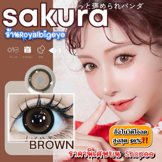 ส่งด่วนทุกวัน‼️คอนแทคเลนส์ Sakura Brown - Wink Lens / Pitchy Lens สีน้ำตาลขนาดตาโต