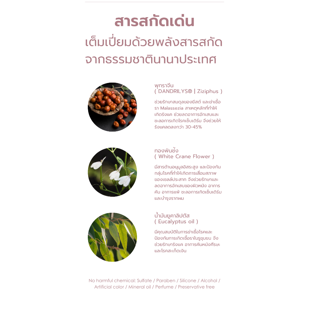 [NEW] PACK FLAKE FREE Anti-Dandruff SHAMPOO & CONDITIONER แชมพูและครีมนวดแก้รังแค เห็นผลลัพธ์รังแคลดลง 45% - รูปที่ 2