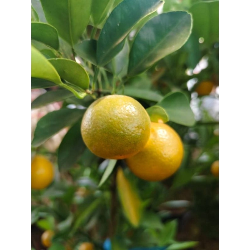 รูปภาพ 3