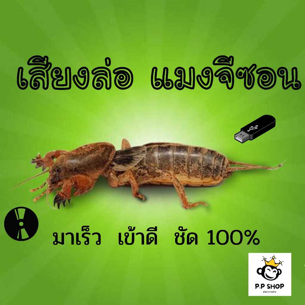 MP3 เสียงล่อแมงกระชอน แมงจีซอน ได้ผล100% (แผ่น CD , USB แฟลชไดร์ฟเพลง)