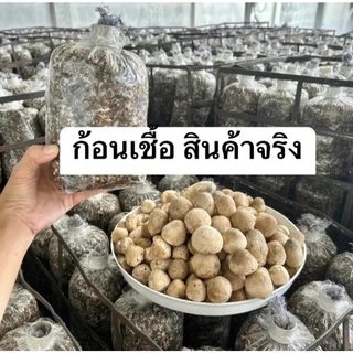 ก้อนเชื้อเห็ดฟาง (1ก้อนใหญ่) พร้อมปลูก