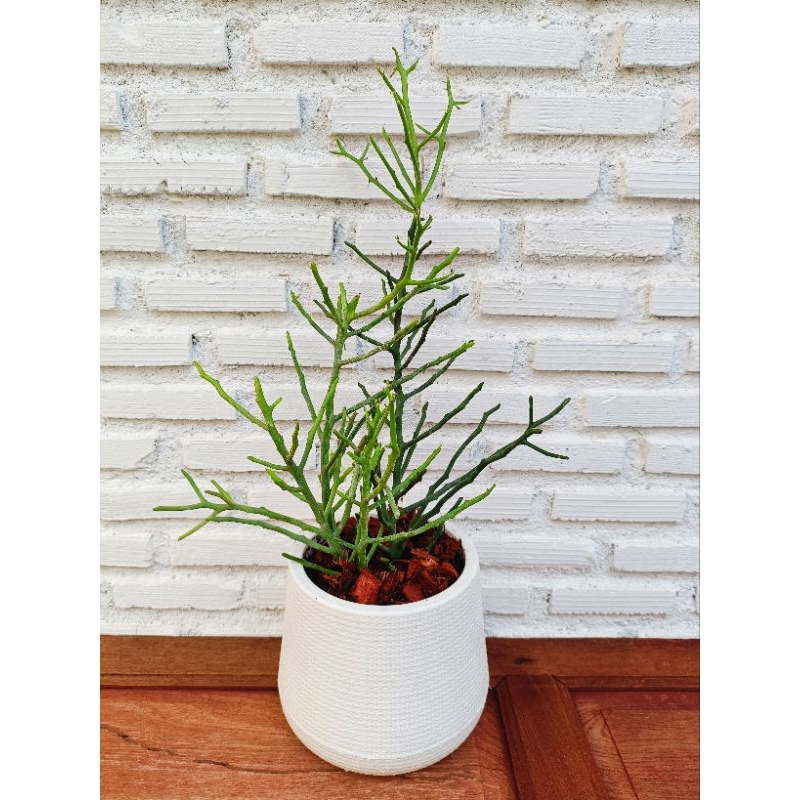 เขากวางออสเตรเลีย Euphorbia robecchii ต้นปะการัง 40-50 cm. ส่งแบบถอดกระถาง