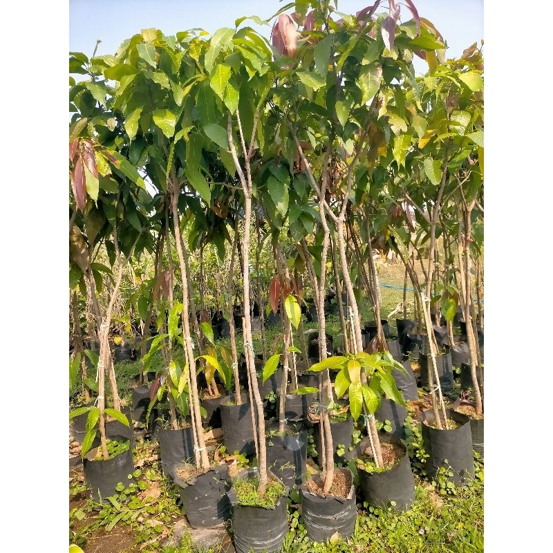 ต้นมะม่วงแก้วขมิ้น ต้นเพาะเมล็ด1.5เมตร