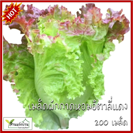200 เมล็ด ผักกาดหอมอิตาลี่ สีแดงอ่อน เมล็ดผักกาดหอมอิตาลี่ เมล็ดผักกาดหอม ผักกาดหอม