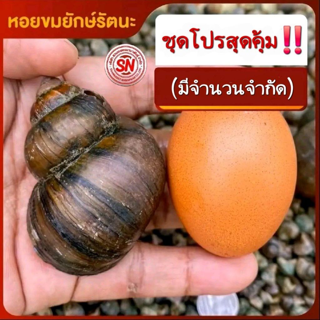 (ชุด 1)  หอยขมยักษ์รัตนะ จากฟาร์มสวนเกษตรนานาพันธุ์ 100%