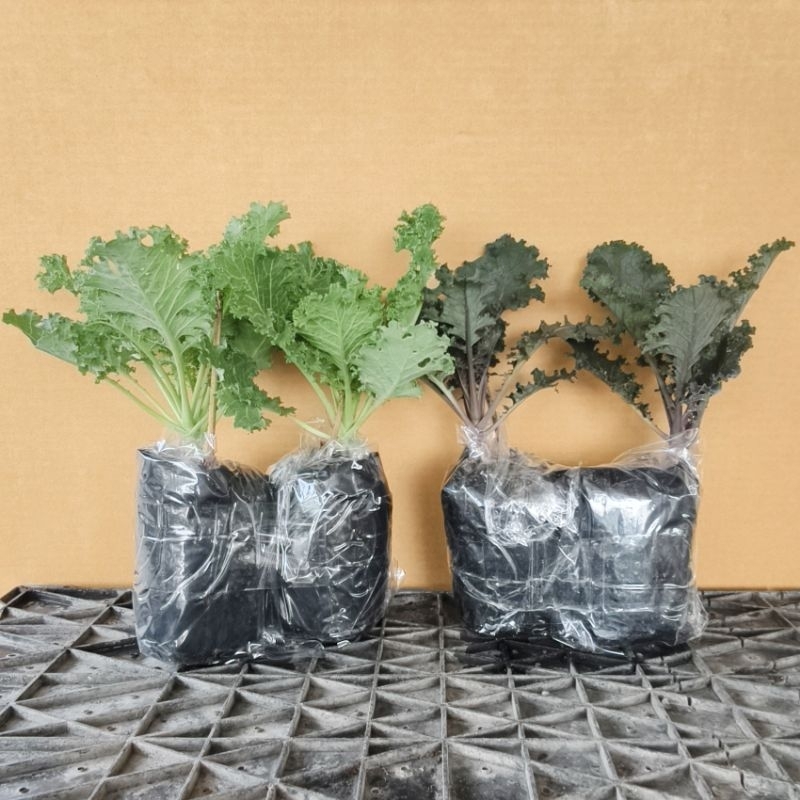 ต้นเคลเซ็ตคละ 2 ชนิดรวม 10 ต้น (ม่วง5 หยิก5) บรรจุในถุงเพาะขนาด 2.5x6" สูงประมาณ 15-20 cm