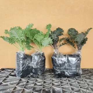 ต้นเคลเซ็ตคละ 2 ชนิดรวม 10 ต้น (ม่วง5 หยิก5) บรรจุในถุงเพาะขนาด 2.5x6" สูงประมาณ 15-20 cm