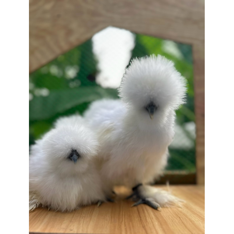ไข่เชื้อ ✅ ไก่ซิลกี้ อเมริกา ขนไหม ขนฟู ตัวสีขาว🤍 (แพ็คละ 2ใบ)