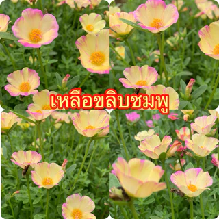 คุณนายตื่นสายมีให้เลือก 60สี สีละ10 กิ่ง 20฿รับประกันกิ่งสมบูรณ์ กิ่งสวยกิ่งใหญ่ สนใจสอบถามได้นะคะ