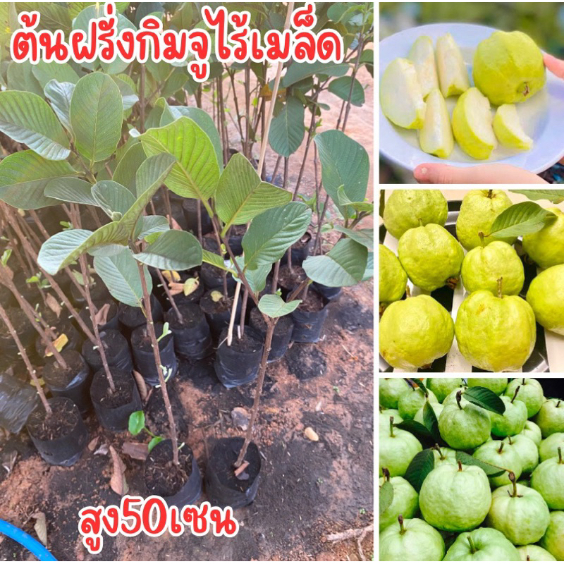 ต้นฝรั่งกิมจูไร้เมล็ด ต้นกิ่งตอน สูง50เซนพร้อมปลูกครับ