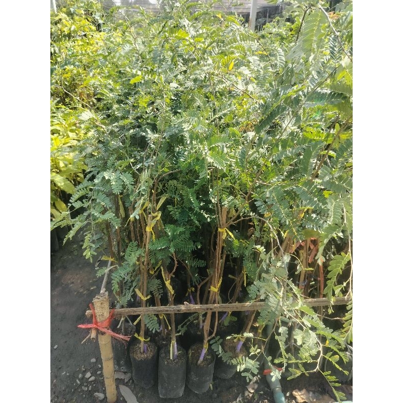 ต้นมะขามหวานพันธุ์สีทอง ฝักใหญ่เนื้อหนาหวาน สูง 70-100ซ.ม แบบทาบกิ่ง - รูปที่ 2