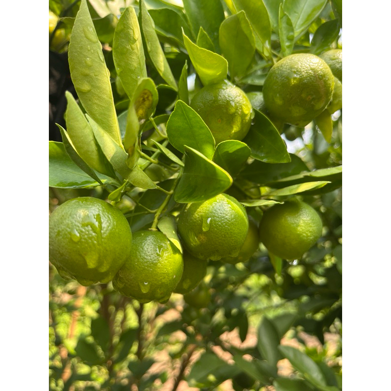 รูปภาพ 5