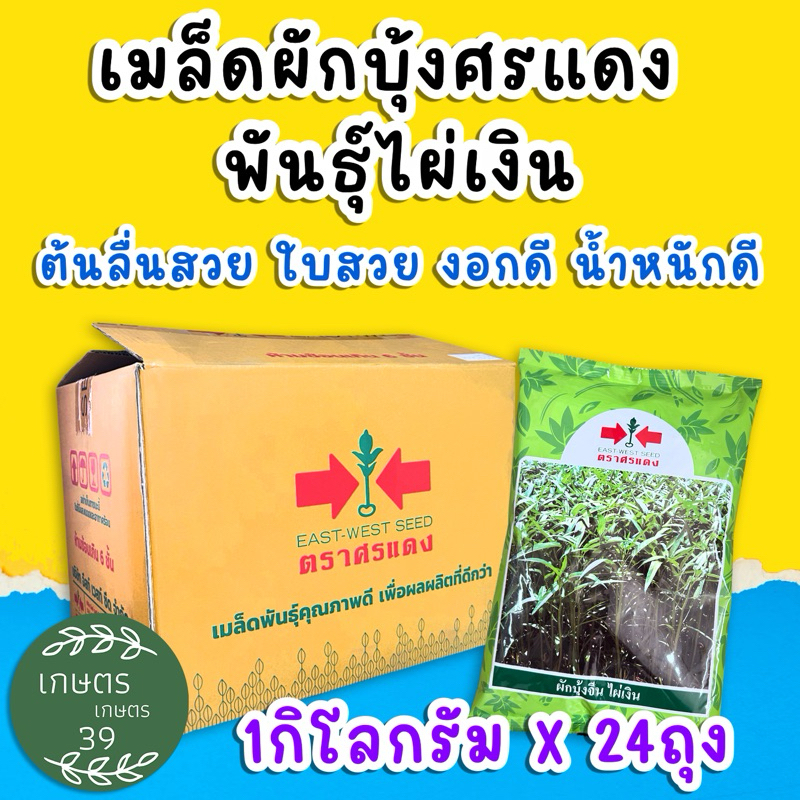☘️ผักบุ้งพันธุ์ไผ่เงิน ตราศรแดง☘️ยกลัง24กก.⭕️ต้นอวบ แข็งแรง ⭕️ใบสวย ⭕️อัตราการงอกสูง ⭕️น้ำหนักดี