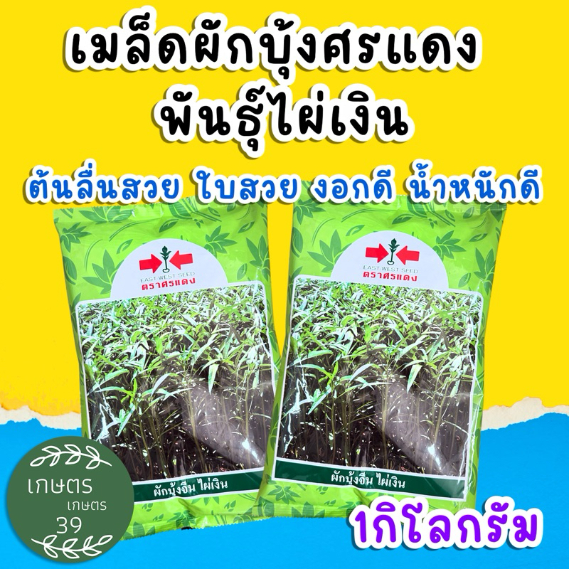 เมล็ดผักบุ้งศรแดง ไผ่เงิน 1กิโลกรัม ❌ปลูกเองจริงมีภาพประกอบ❌