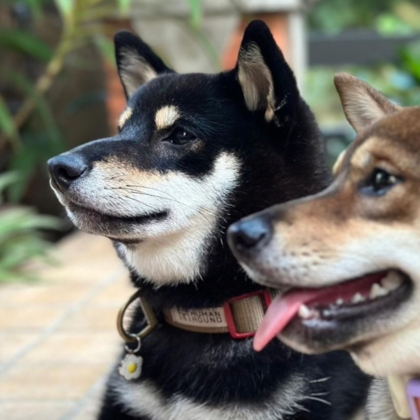 ปลอกคอสุนัข Human and  Hound  รุ่น Quick Snap Collar! - สีแดงเลือดหมู Burgundy - รูปที่ 3