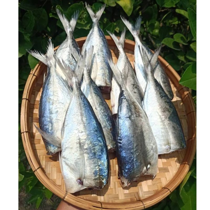 ปลาสีกุนตัดหัว ปลาหัวตัด  ปลาเค็ม เค็มไม่มากเค็มกำลังดี ขนาด 450-500 กรัม/950-1000 กรัม