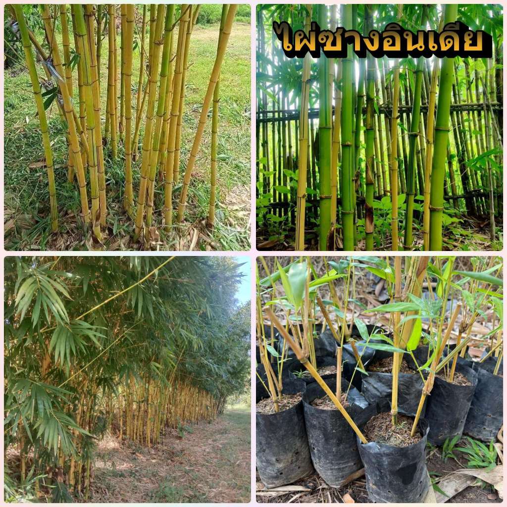 ไผ่ซางอินเดีย,เหลืองเลมอน ไผ่ซางคำ ( Bambusa Vugaris ) Golden Bambooไผ่มงคล ประดับสวยงาม บังแดด ทำแนวรั้ว ทนแล้ง น้ำท่วม