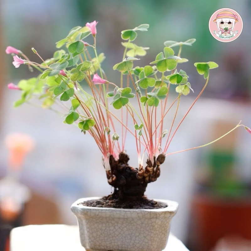 Oxalis articulata ruba 《 ใบโคเวอร์ 》 ไม้นำเข้า ลุ้นใบลักกี้นำโชค4แฉก พร้อมคู่มือการเลี้ยง